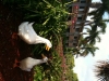 ducks-outside-hotel