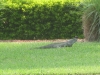 golf-course-pictues-095