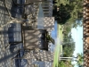 iguana-on-deck-june-2012