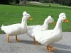 my-ducks